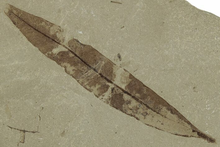 Fossil Leaf (Pseudosalix) - Green River Formation, Utah #325580